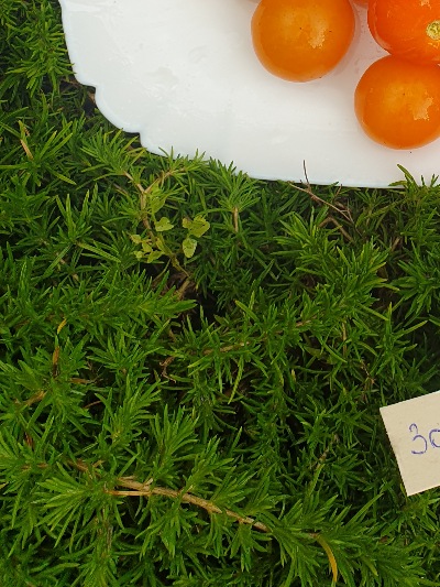 1194 Золотоволоска (Златовласка)