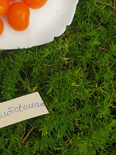 1194 Золотоволоска (Златовласка)