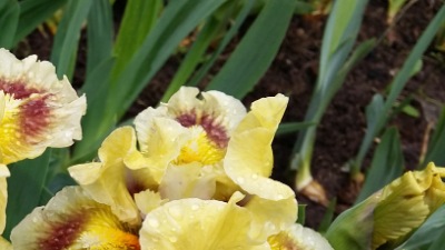 329 Світанок у темряві