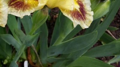 329 Світанок у темряві