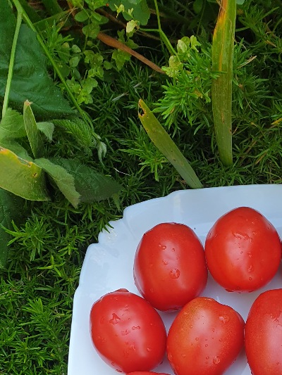 25403 Dwarf Melanie’s Ballet  (Гном Балет Мелані)