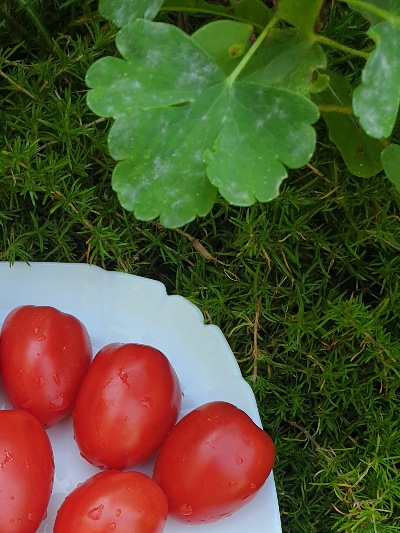 25403 Dwarf Melanie’s Ballet  (Гном Балет Мелані)