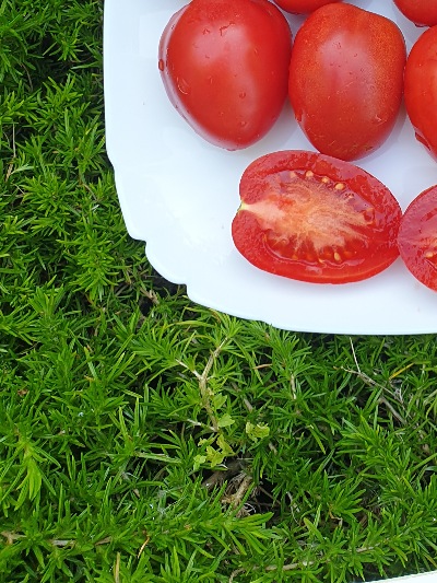 25403 Dwarf Melanie’s Ballet  (Гном Балет Мелані)