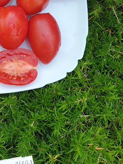 25403 Dwarf Melanie’s Ballet  (Гном Балет Мелані)