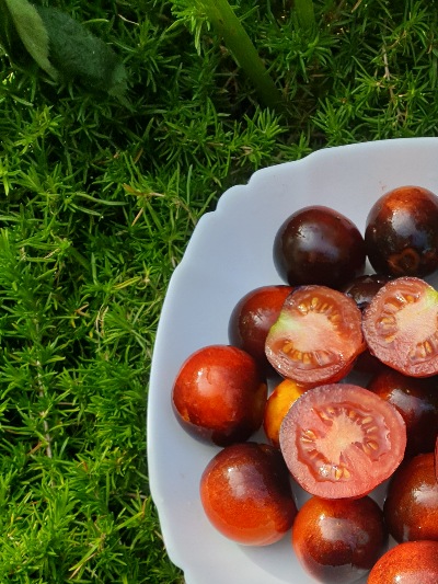 1044 Пурпуровий Захід Сонця (Сиреневый закат)