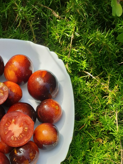 1044 Пурпуровий Захід Сонця (Сиреневый закат)