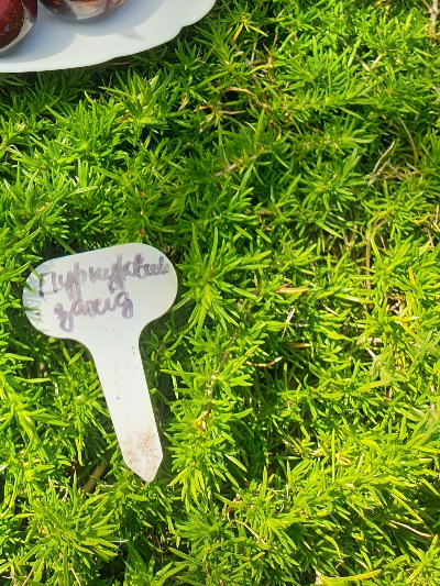 1044 Пурпуровий Захід Сонця (Сиреневый закат)