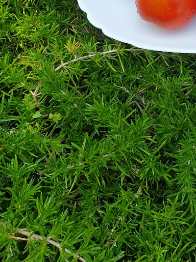 1005 Де барао червоний