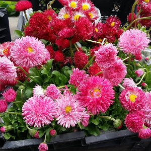  Маргаритки