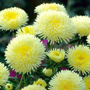  Айстра Болеро жовта 