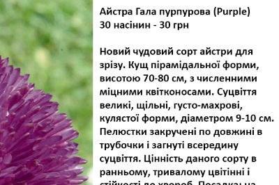 25031 Айстра Гала пурпурова 