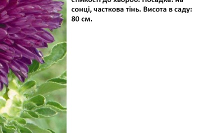 25031 Айстра Гала пурпурова 
