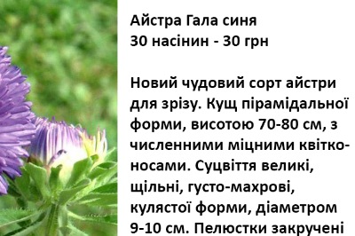 25032 Айстра Гала синя 