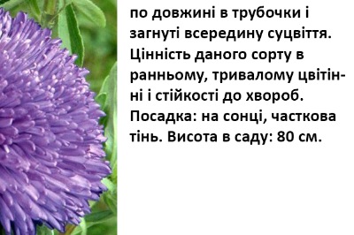 25032 Айстра Гала синя 