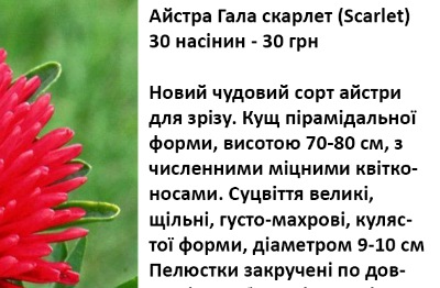 25033 Айстра Гала Скарлет 