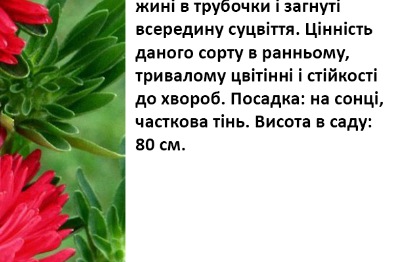 25033 Айстра Гала Скарлет 