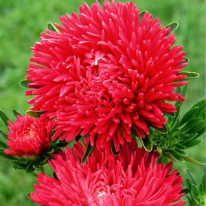  Айстра Гала Скарлет 