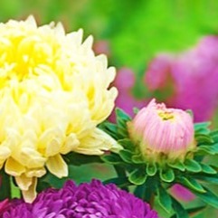25029 Айстра Дюшес суміш 