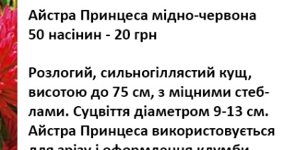 25056 Айстра Принцеса мідно-червона 