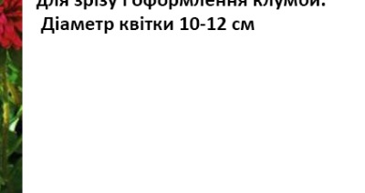 25056 Айстра Принцеса мідно-червона 