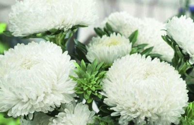 25035 Айстра Сірінга біла 