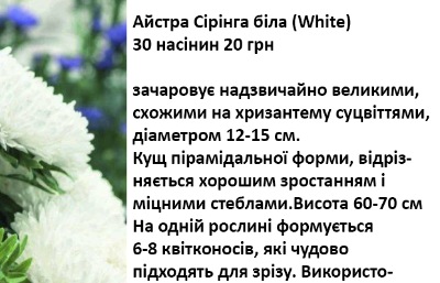25035 Айстра Сірінга біла 
