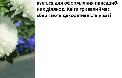 25035 Айстра Сірінга біла 