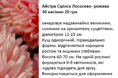 25104 Айстра Сірінга Лососево Рожева 