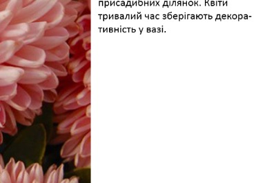 25104 Айстра Сірінга Лососево Рожева 