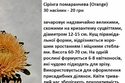 25036 Айстра Сірінга помаранчева 