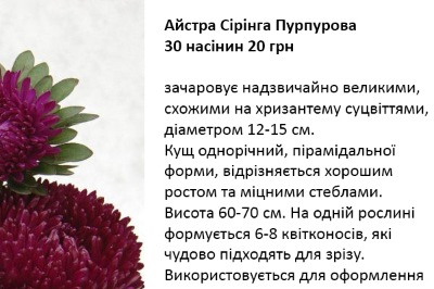 25106 Айстра Сірінга Пурпурова 
