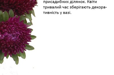25106 Айстра Сірінга Пурпурова 