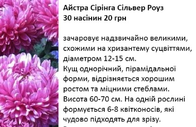 25054 Айстра Сірінга Сільвер Роуз 