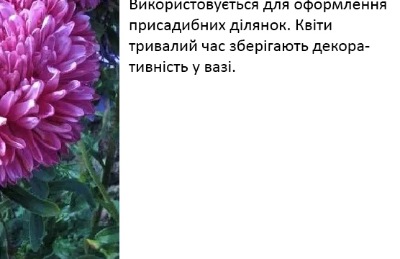25054 Айстра Сірінга Сільвер Роуз 