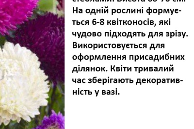 25034 Айстра Сірінга суміш 
