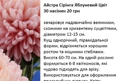 25105 Айстра Сірінга Яблуневий Цвіт 