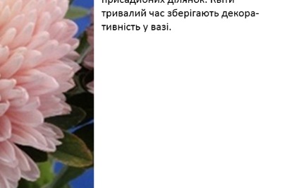 25105 Айстра Сірінга Яблуневий Цвіт 