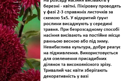 25112 Айстра Ювель темно-червона 