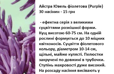 25113 Айстра Ювель фіолетова 