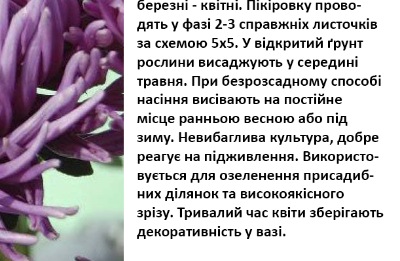 25113 Айстра Ювель фіолетова 