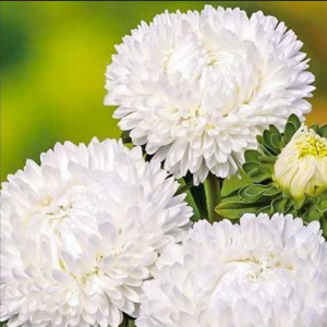  Айстра Дюшес біла 