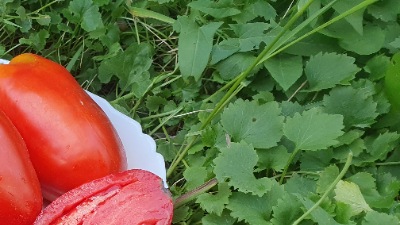 25383 Hog Heart (Серце Борова)