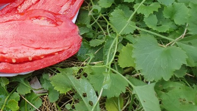 25383 Hog Heart (Серце Борова)