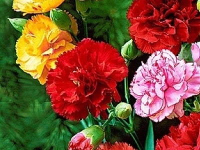 25041 Гвоздика Гренадін 
