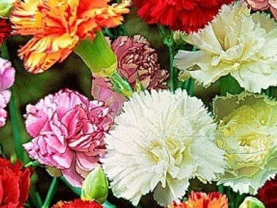 25041 Гвоздика Гренадін 