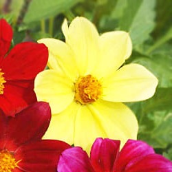25043 Жоржина Міньйон 
