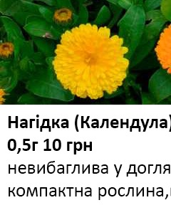 25047 Нагідка (Календула) махрова 