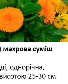 25047 Нагідка (Календула) махрова 