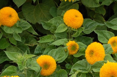 25053 Соняшник Ведмежатко 