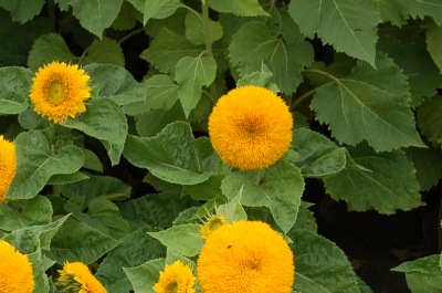 25053 Соняшник Ведмежатко 